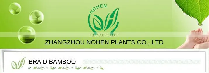Lucky Bamboo
