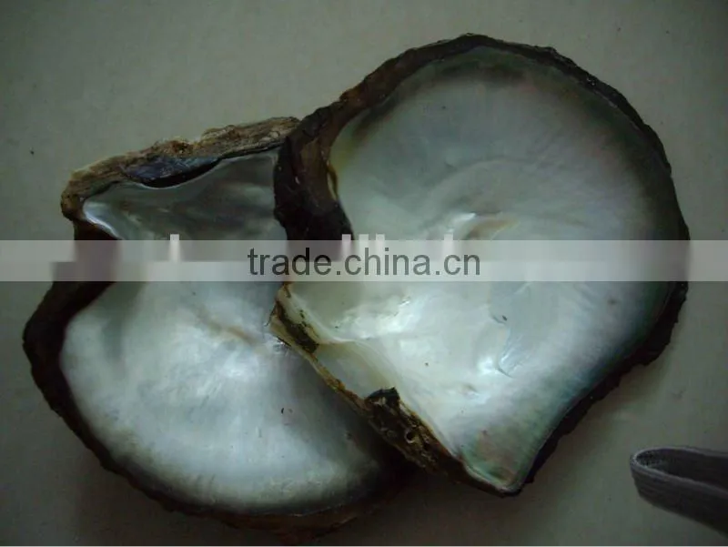 tahiti black lip mother of pearl shell blanks for furniture inlay