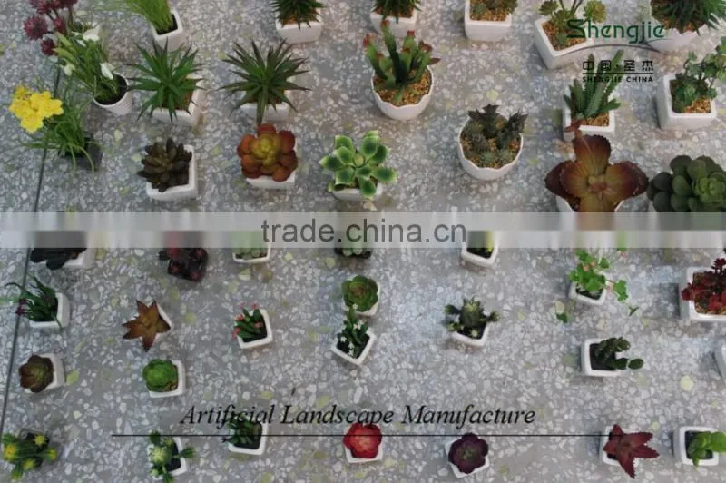 mini succulent plants potted plants for decoration