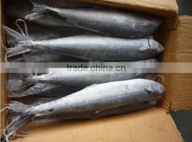 2015 frozen spanish mackerel whole round