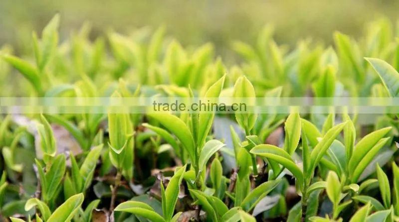USDA certified factory organic matcha green tea powder japan from china ORIENTAL TEA APPLIED AND RESERCH INSTITUTE