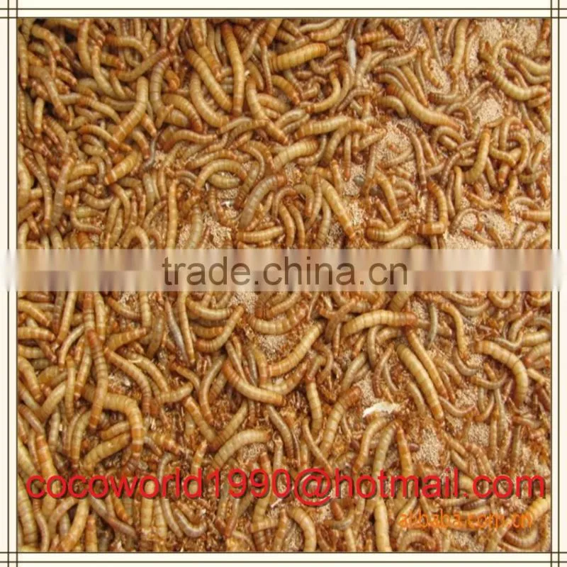 feeding bluebirds dried mealworms bulk