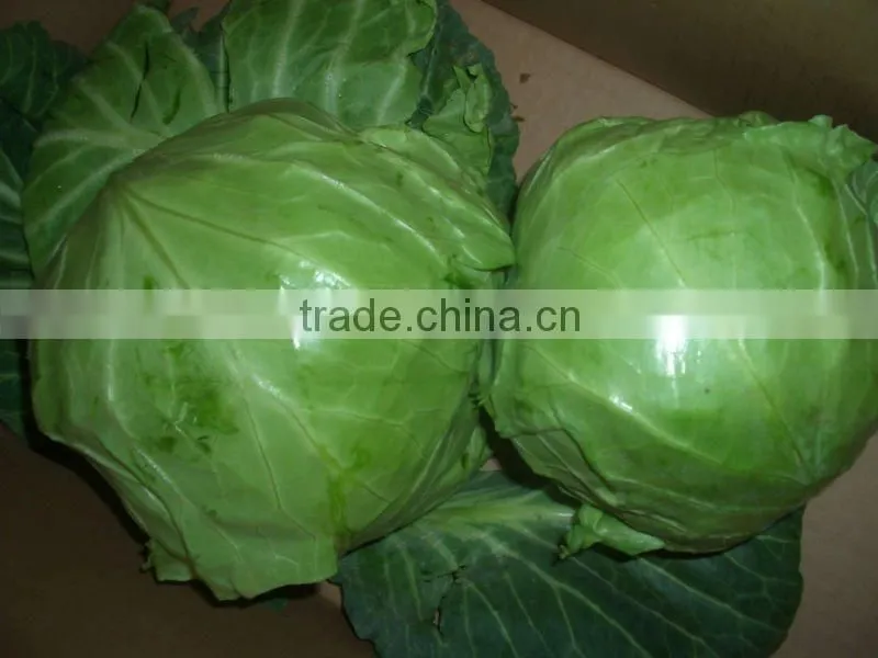 fresh green round 2013 cabbage( own farm)