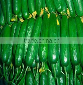 Cucumber hybrid seeds for growing