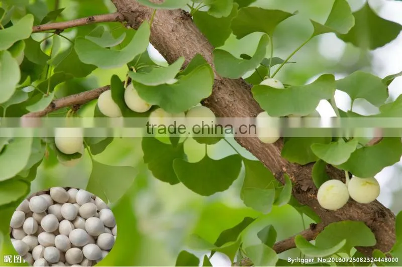 Top Quality Ginkgo seeds Supplier Tree Seeds For Growing