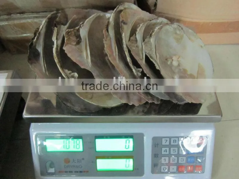 natural raw thick chinese river triangle shell/raw shells