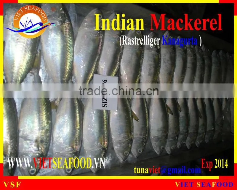 FROZEN INDIAN MACKEREL W/R