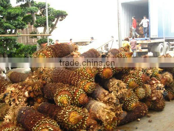 cycas revoluta