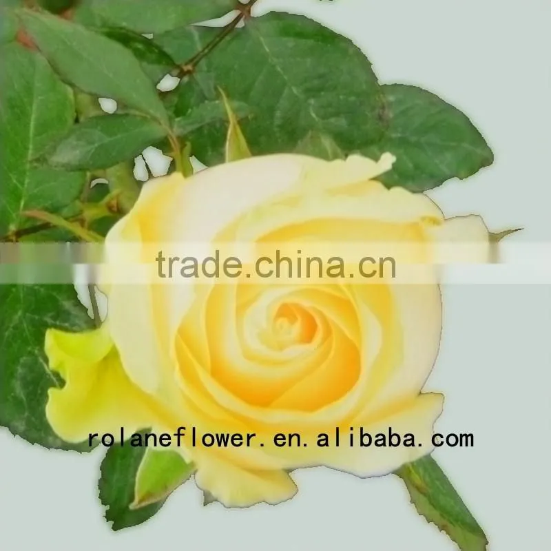 Newest dubai fresh flower importers artificial rose plant peach avalanche rose for home farms directly supply
