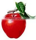 Apple P.E