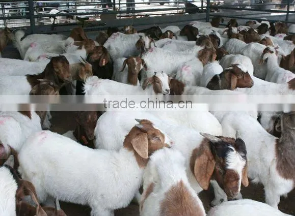 plastic ear tag,male tag