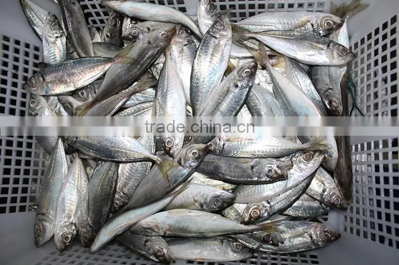 wholesale fishing frozen yellow tail horse mackerel fish