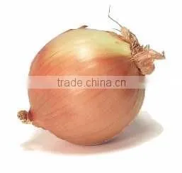 Onion