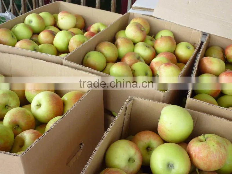 gala apple