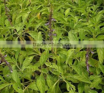 Fat Burners-100%Natural Coleus Extract Powder with Forskolin