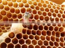 Japanese High Quality Standard Black Sesame Honey Delicious and Healthy