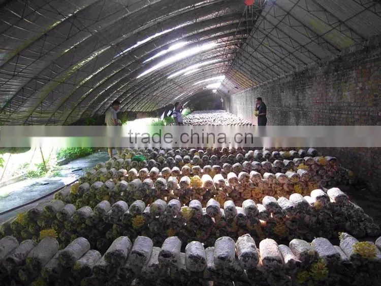 Mushroom equipment mushroom machine mushroom bag filling machine