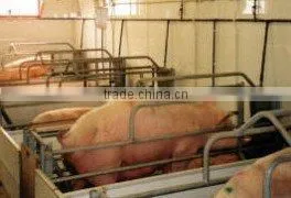 farrowing crate