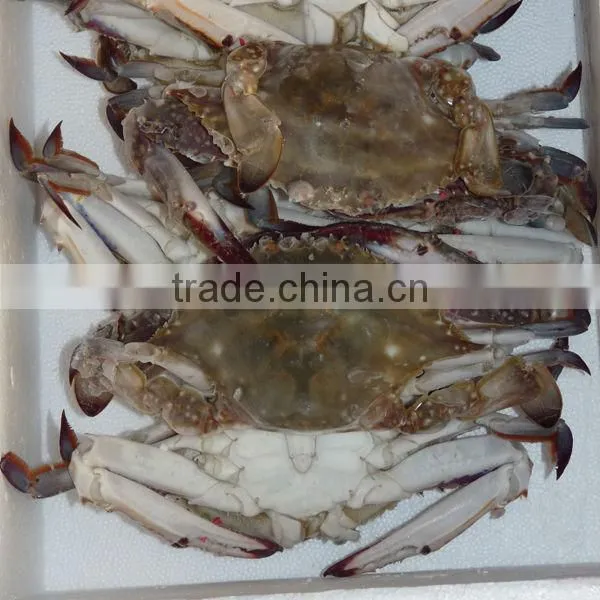 IQF Blue Swimming Crab half cut