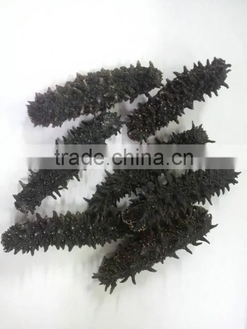 sea cucumber from hokkaido japan