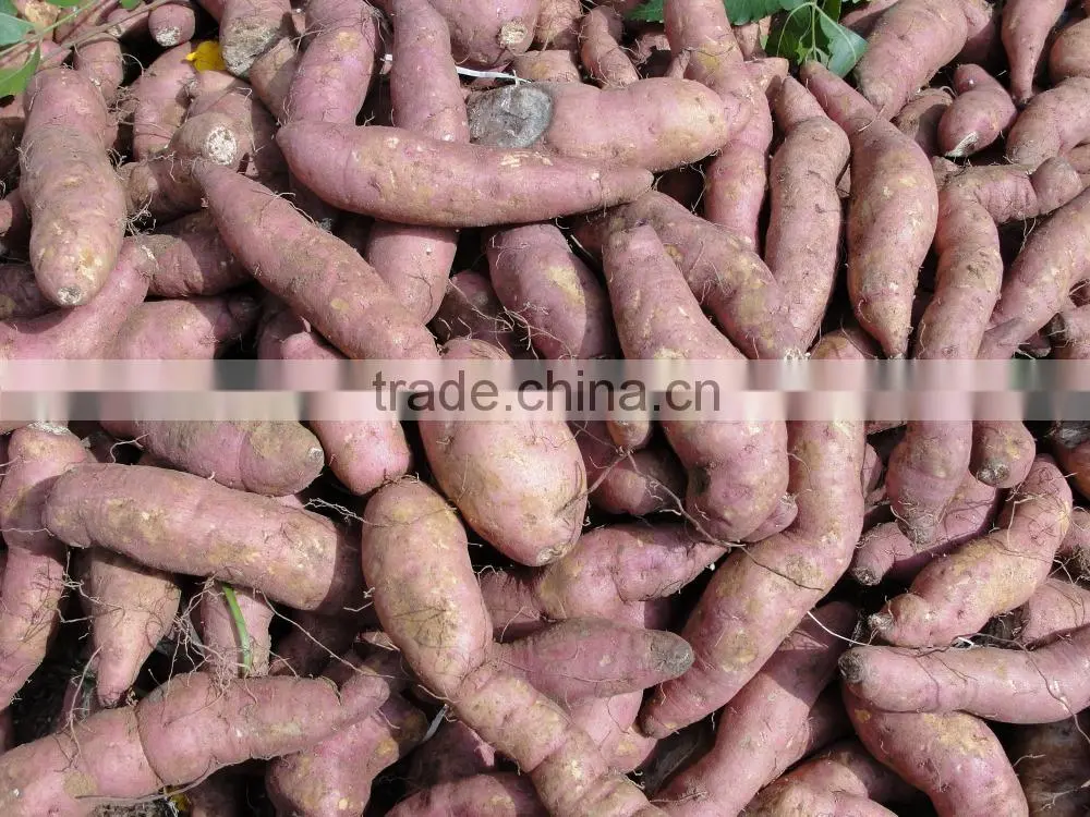 Frozen Sweet Purple Potato from Vietnam/ Purple Yam
