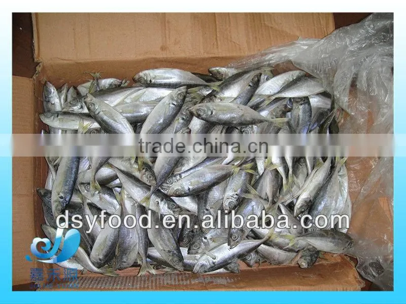 whole pacific macherel