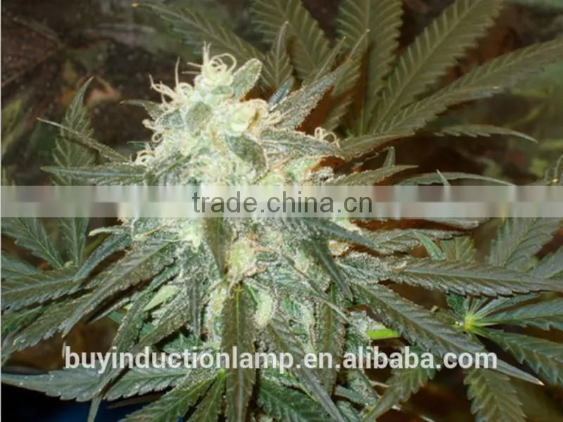 UL approved red phospor induction grow lamps