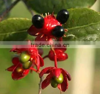Black Pepper Oleoresin