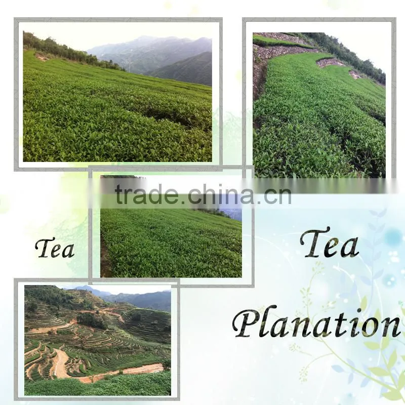 2015 Hot-selling Chinese Refine Oolong Tea in Bulk Packing