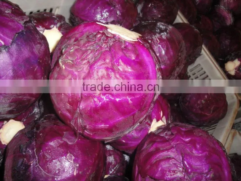 Wholesale price for purple cabbage