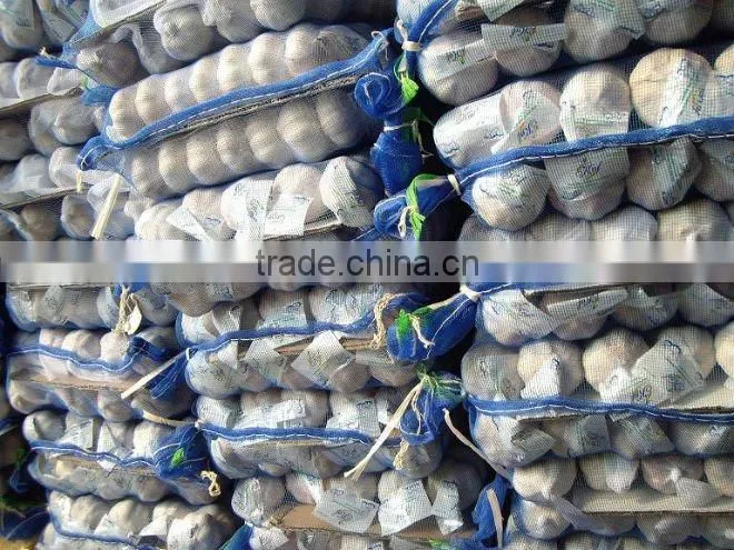 fresh new white garlic