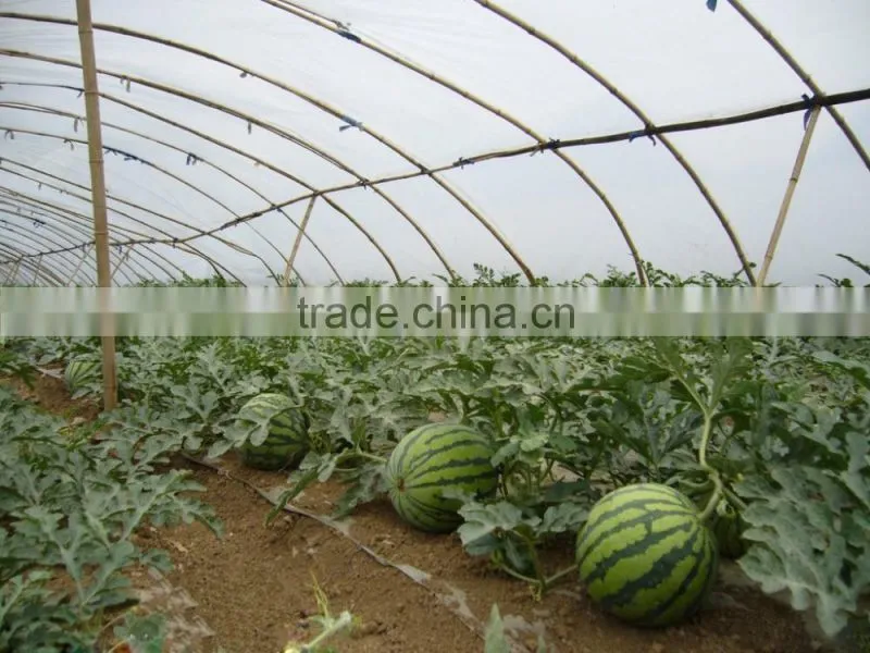 Hybrid high yield watermelon seeds For Growing-Jia Mi No.2