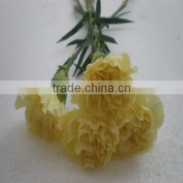 best quality fresh carnation flower with low price