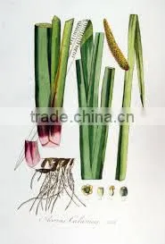 Calamus Oil