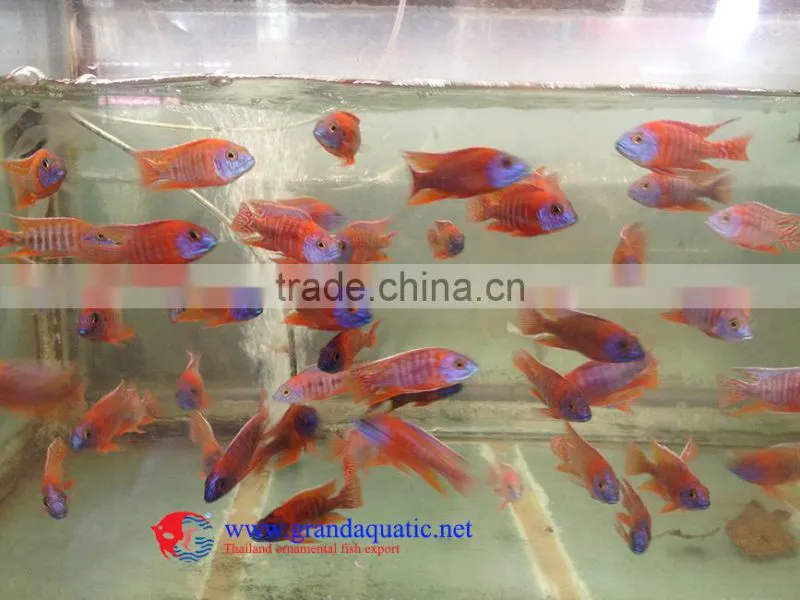 Aquarium Freshwater Fish