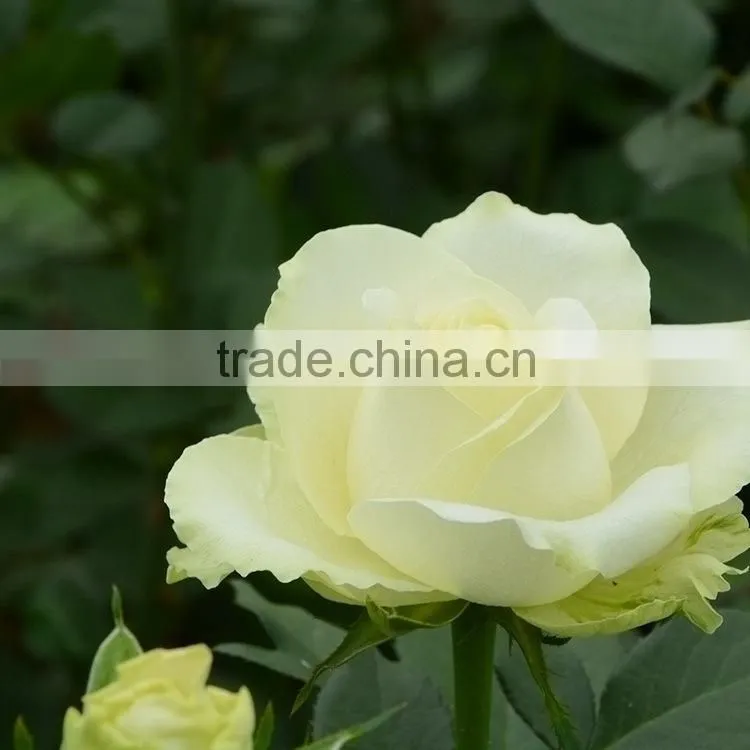 Top grade most popular fresh cut hydrangea flower