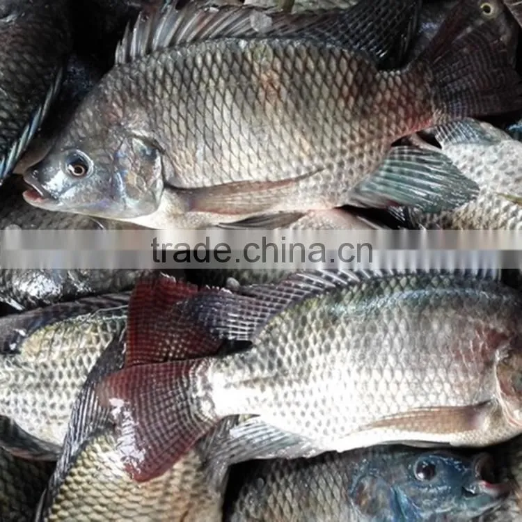 FROZEN TILAPIA W/R 500-800G GOOD PRICE to AFRICA
