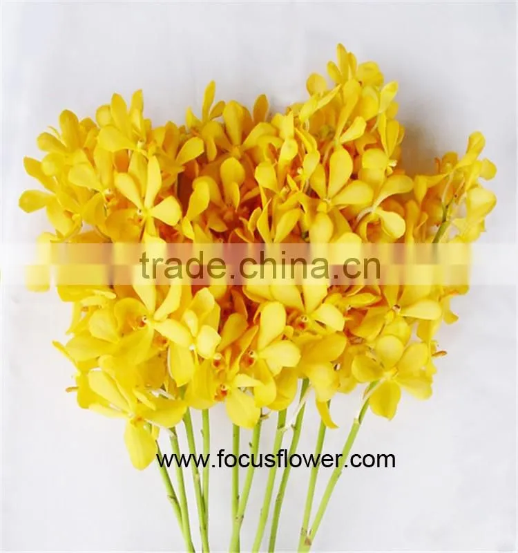 Ornamental Plants Fresh Cut Dendrobium Orchid From Kunming