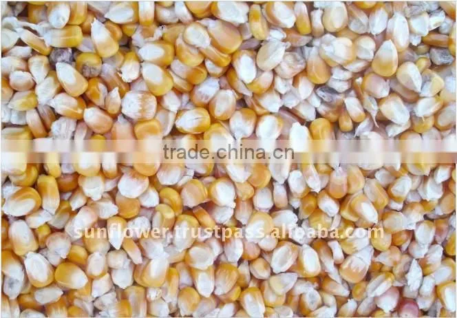 Feed Corn, Yellow Maize