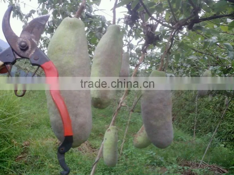 High Quality Rare Fruit Tree Seeds For Planting Holboellia latifolia Wall Seeds