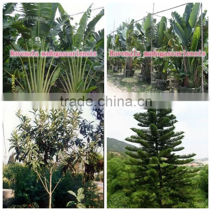 outdoor green decorative ornamental foliage landscaping green arbor plants trees