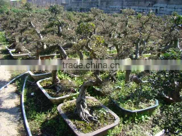 landscaping and outdoor bonsai usage Chinese ulmus pulila