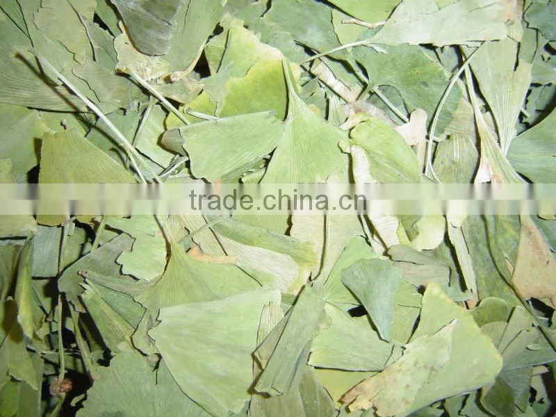 Ginkgo Biloba leaves 50kgs/bag