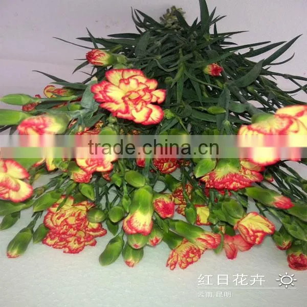 fresh cut flowers carnation varieties flowers