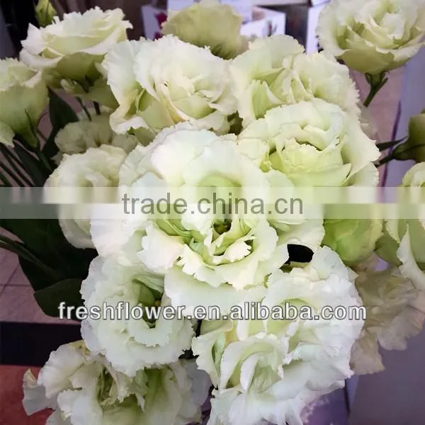 best quality fresh flower of eustoma
