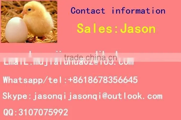 PVC plastics Plastics food containers Egg packing box for quail 12 eggs quail egg tray