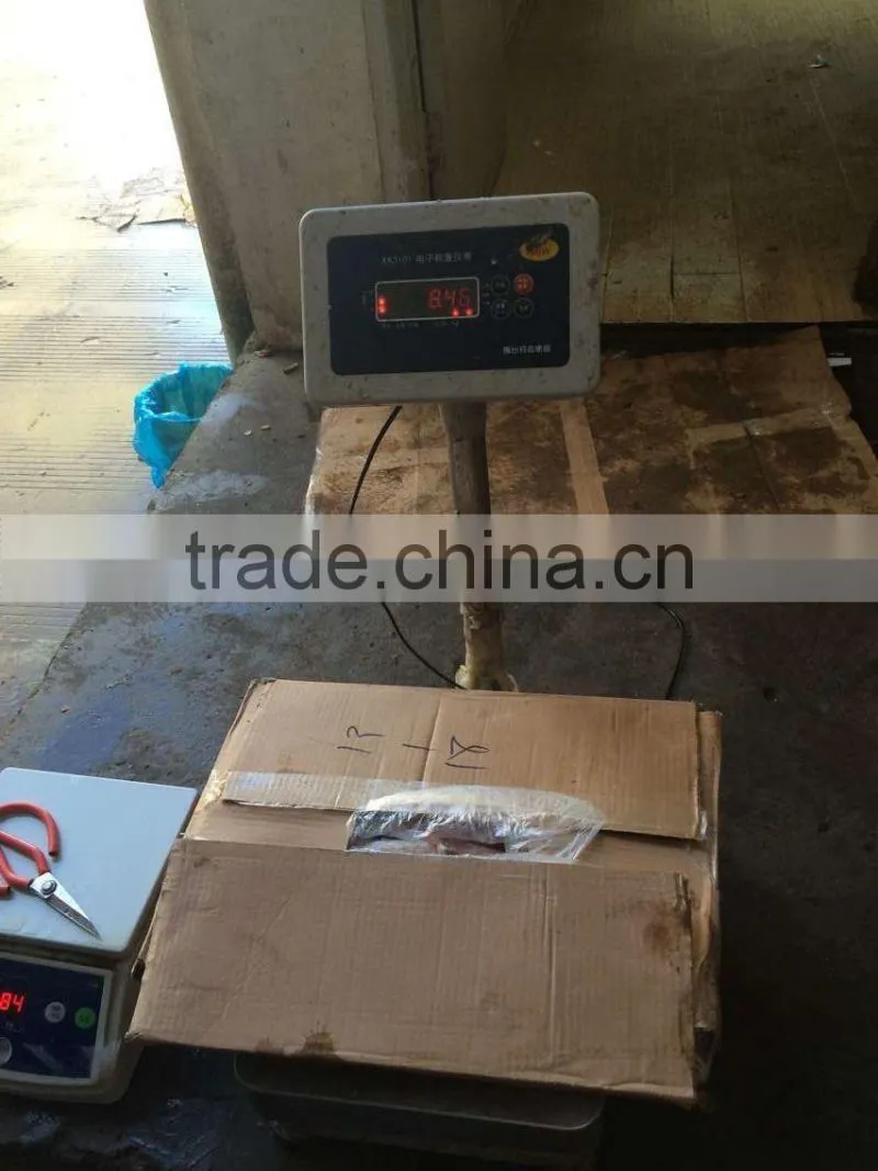 sea Frozen Loligo chinensis ,for Italy ,Greece et ,EU market