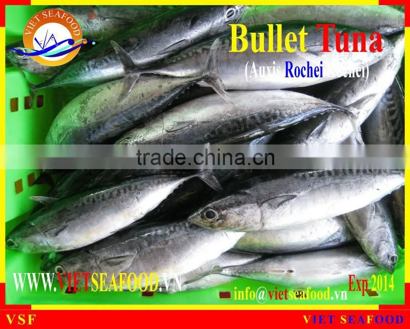 W/R FROZEN BULLET TUNA