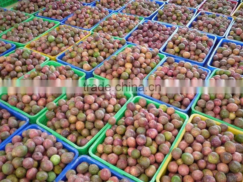 Fresh Passion Fruit competitive price and high from Vietnam