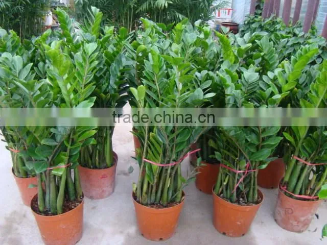 natural Zamioculcas zamiifolia for indoor ornamental decorative bonsai plants